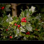 Ilex (Stechpalme)