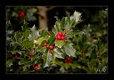 Ilex (Stechpalme) von Wolfgang Ritzinger 