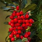 Ilex - Stechpalme....