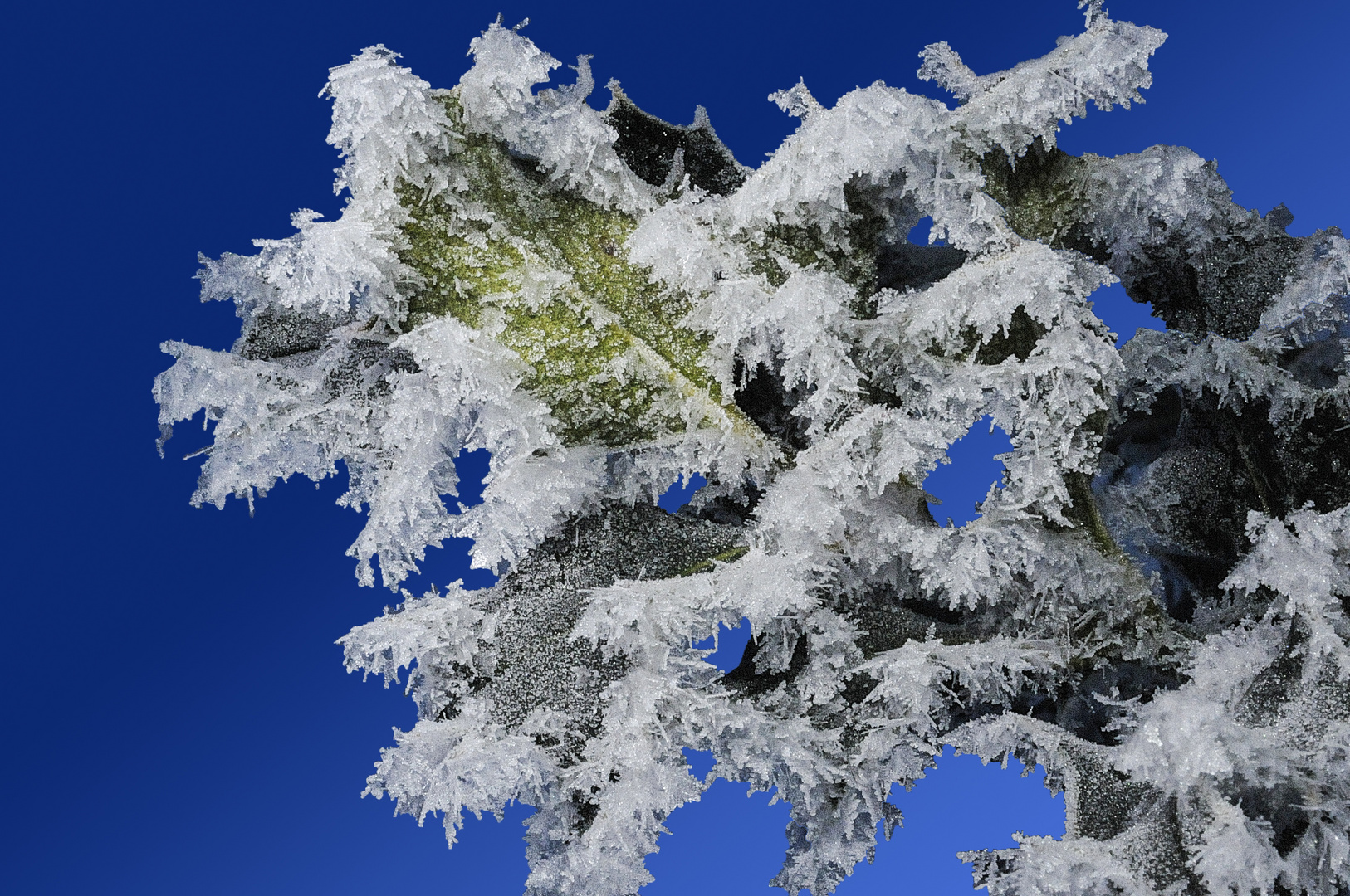 Ilex und Väterchen Frost