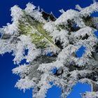 Ilex und Väterchen Frost