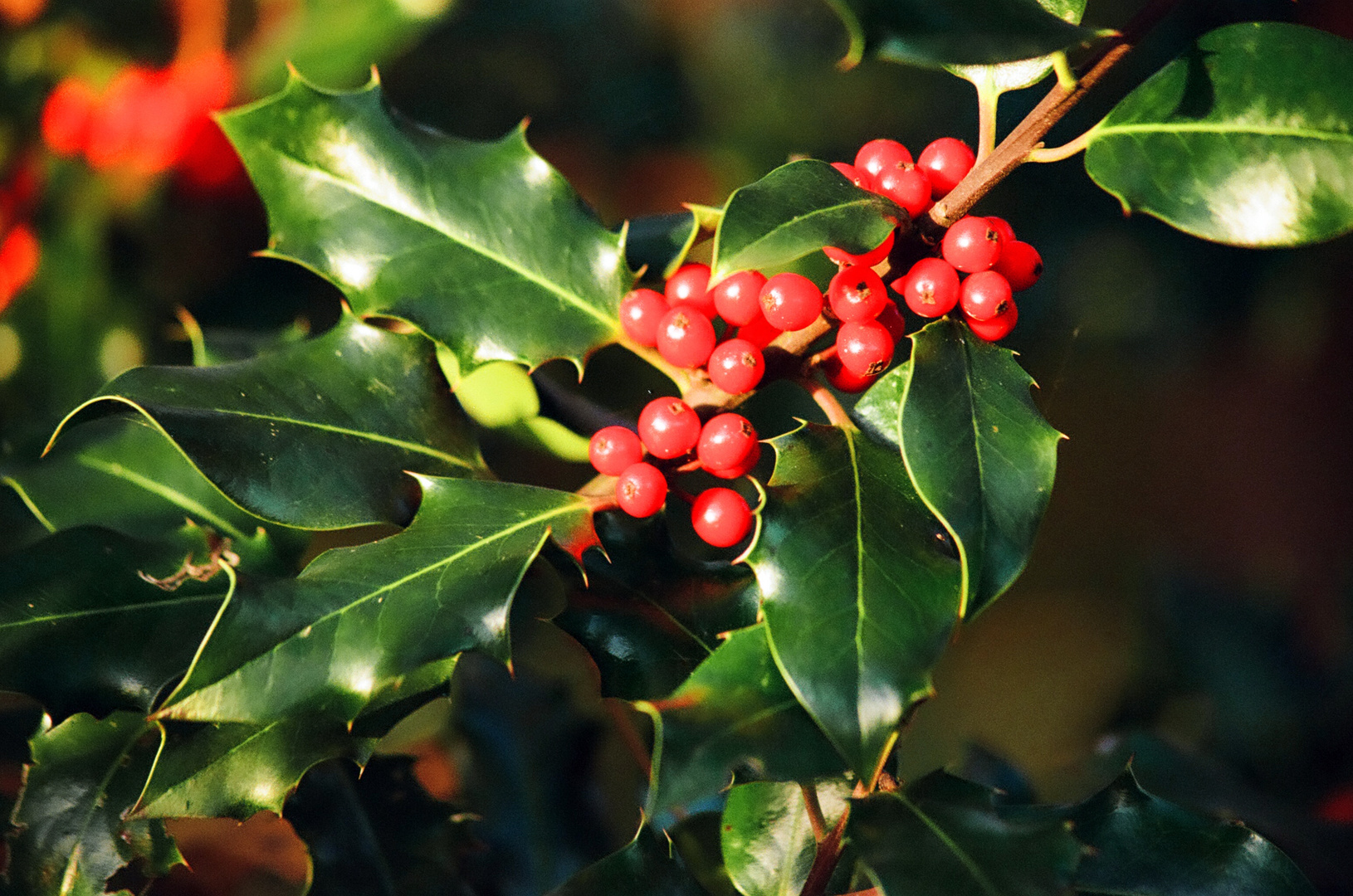 Ilex Weihnachtsfoto