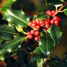 Ilex Weihnachtsfoto