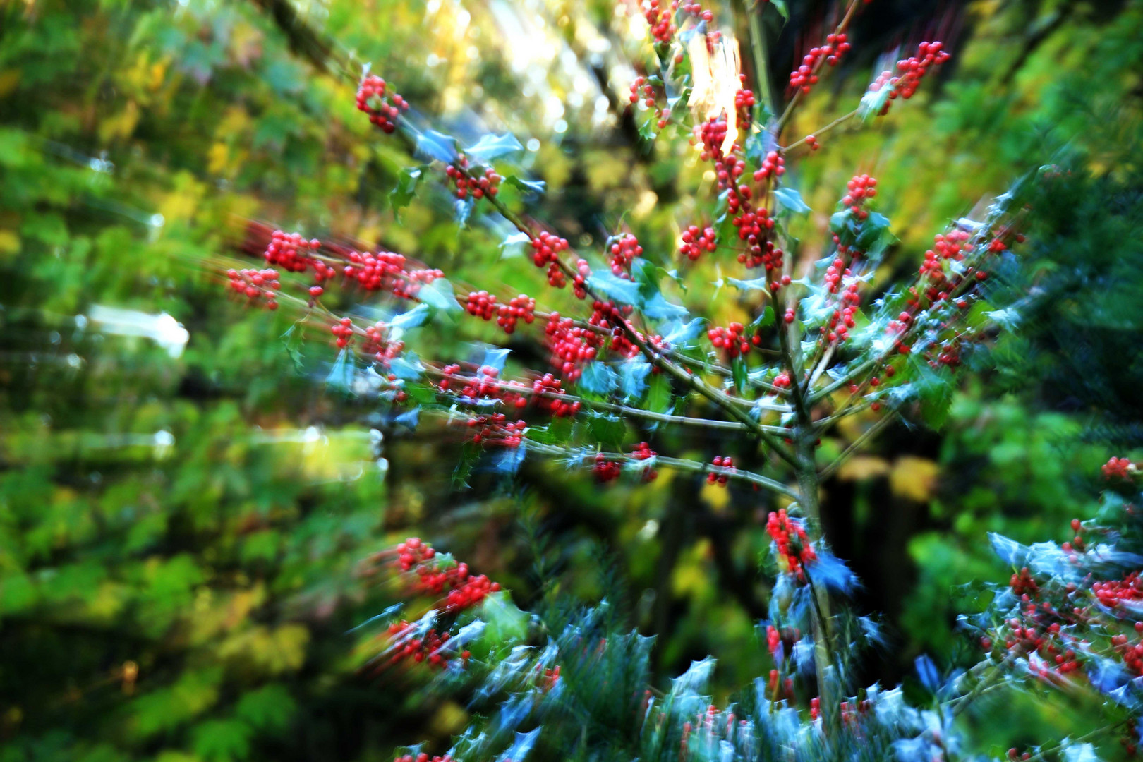 Ilex-Zweige gezoomt