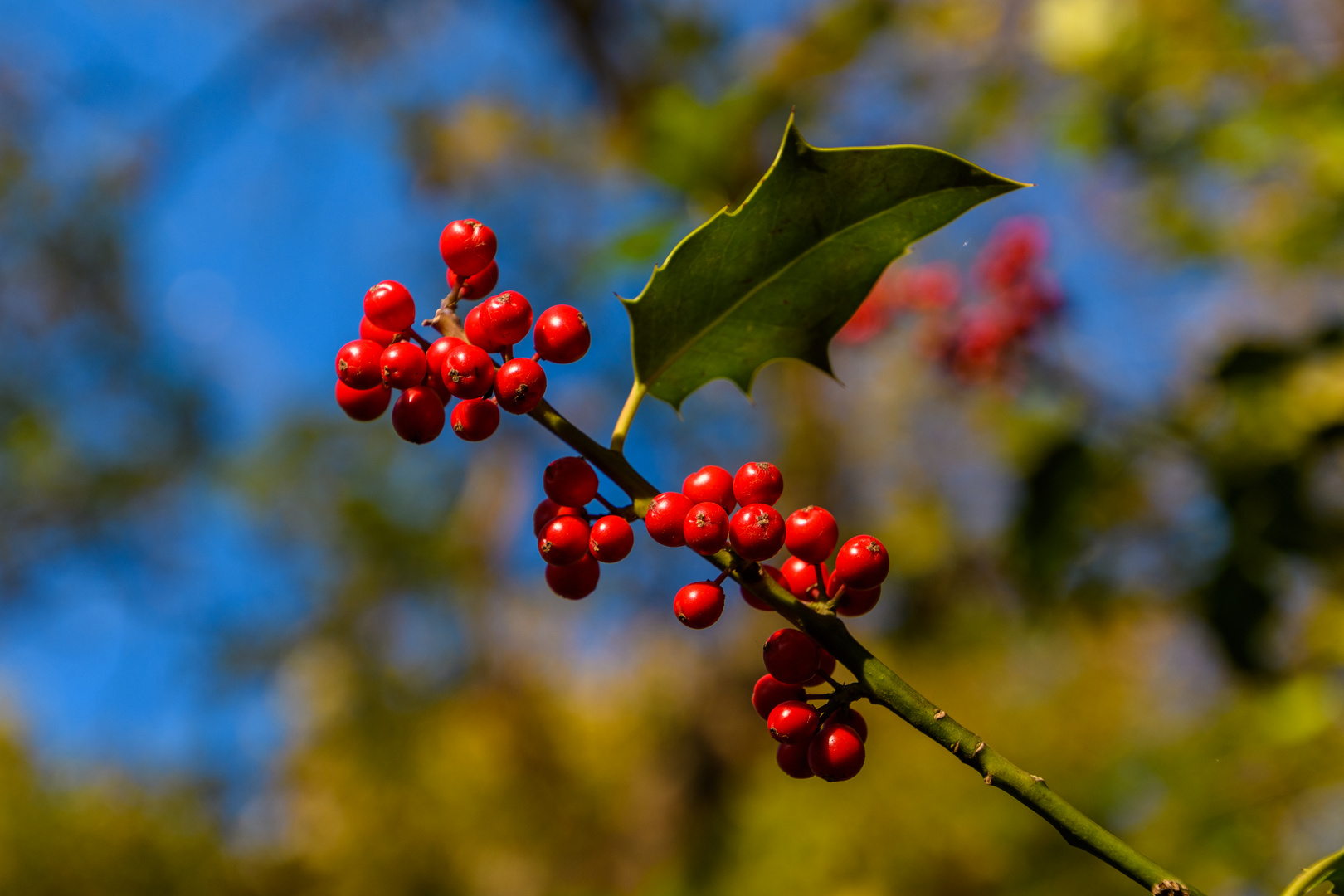 Ilexbeeren 