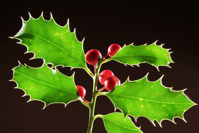 Ilexbeeren im Dunkelfeld 