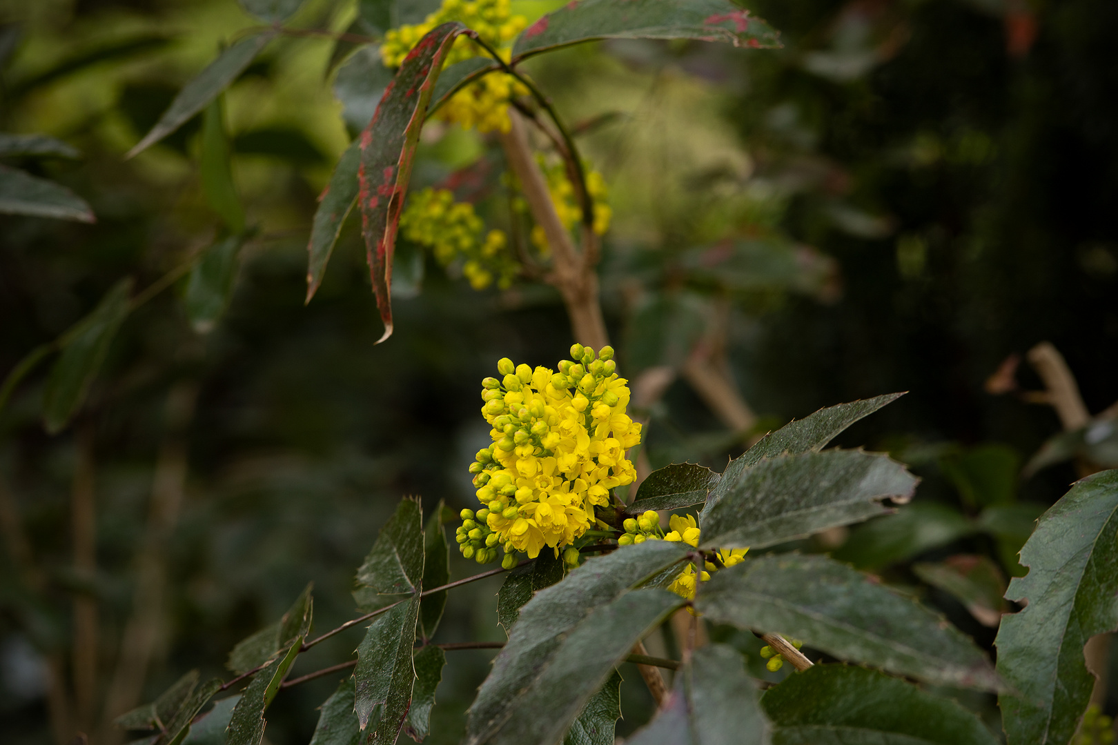 Ilexblüten im Botanischen Garten fc