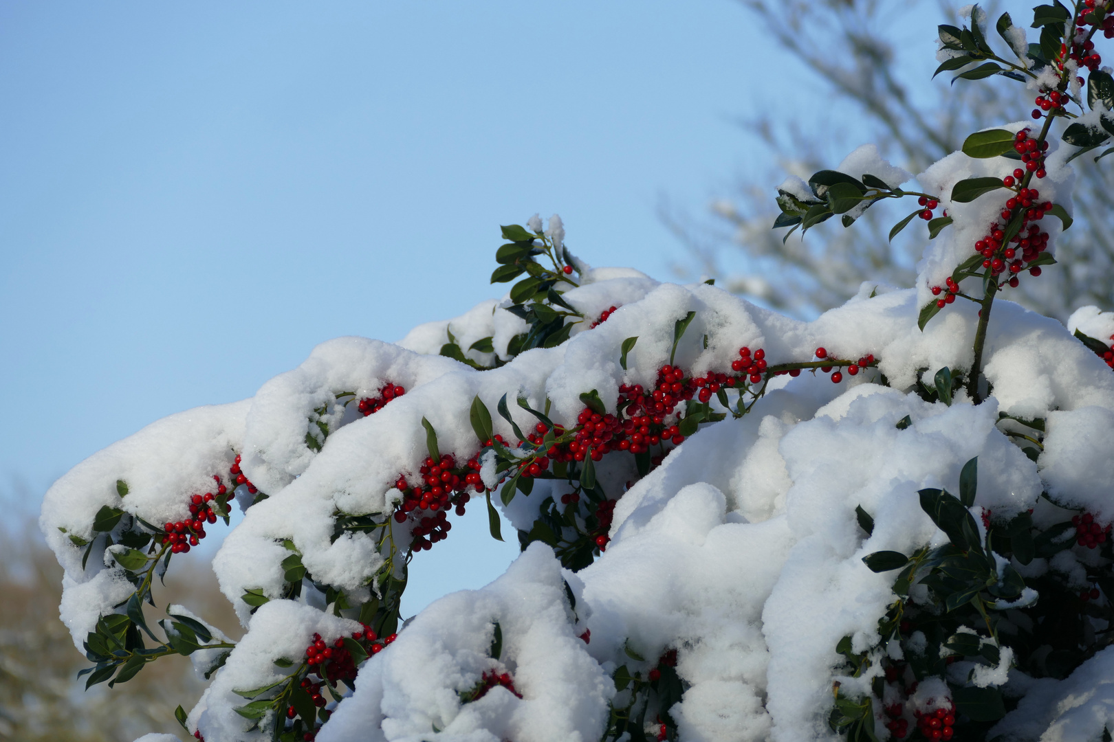 ilex/Stechpalme mit Schneedach