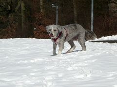 Ilka im Schnee ...