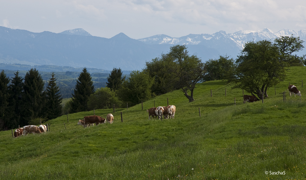 Ilkahöhe