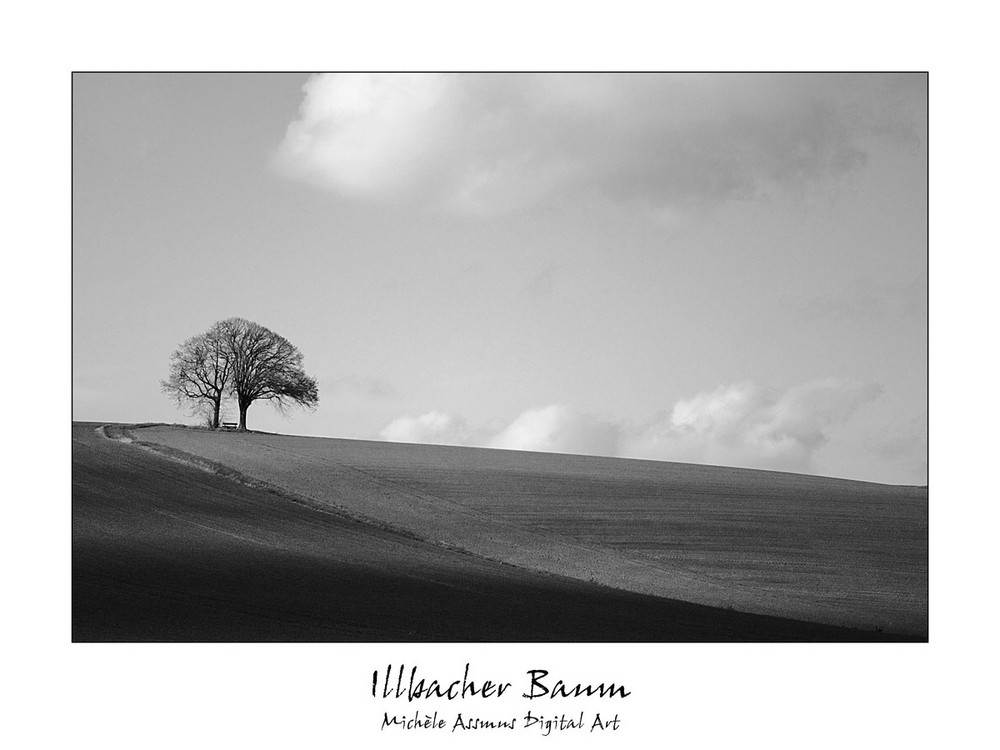 Illbacher Baum...