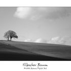 Illbacher Baum...