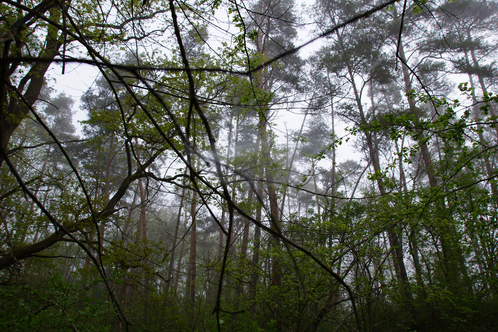 Illerwald im Nebel