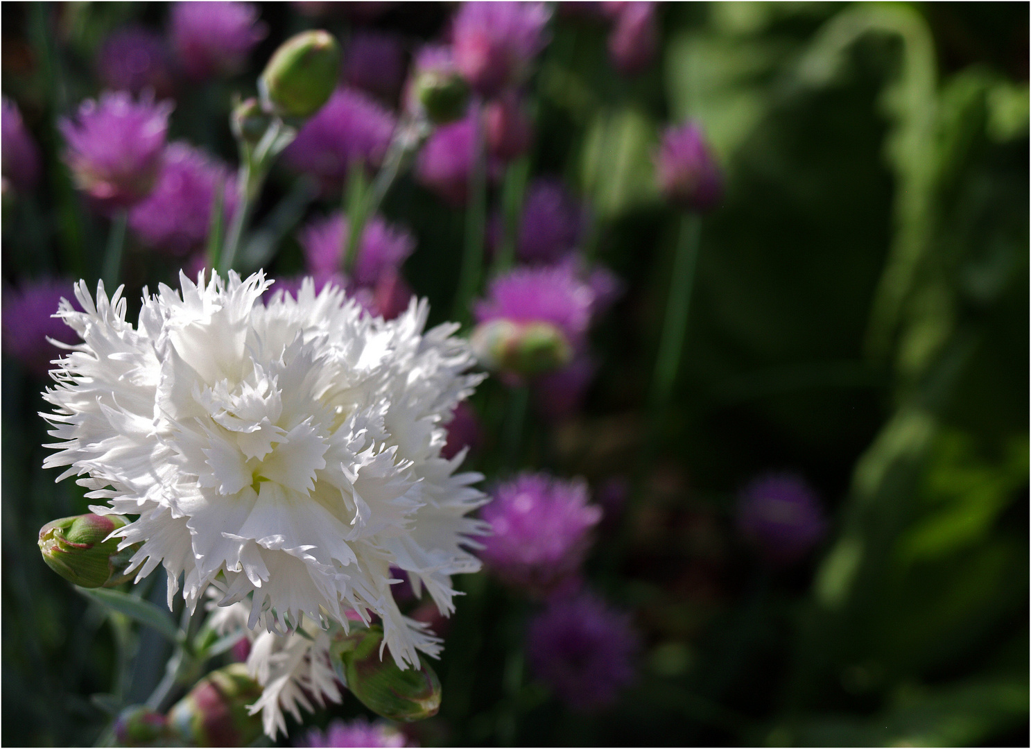 Œillet sur fond de fleurs de ciboulette - Nelke vor einem Hintergrund von Schnittlauchblumen