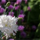 Œillet sur fond de fleurs de ciboulette - Nelke vor einem Hintergrund von Schnittlauchblumen