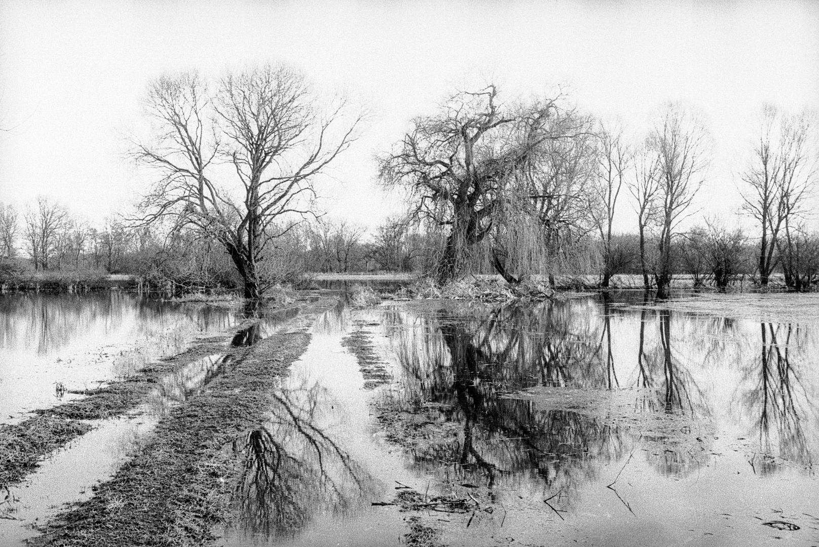 Illhochwasser in den Illwiesen