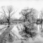 Illhochwasser in den Illwiesen