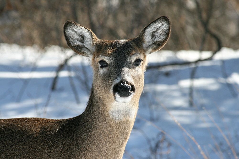 Illinois White Tail Deer 1