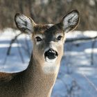 Illinois White Tail Deer 1