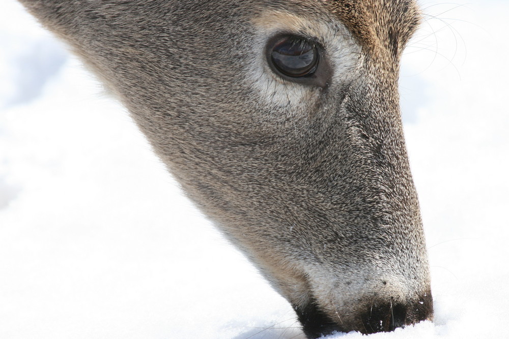 Illinois White Tail Deer 2