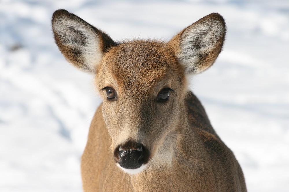 Illinois White Tail Deer 3