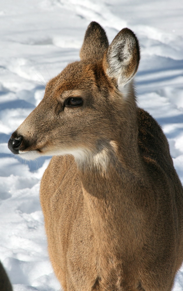 Illinois White Tail Deer 4