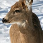 Illinois White Tail Deer 4