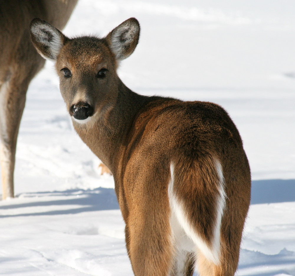 Illinois White Tail Deer 5