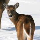 Illinois White Tail Deer 5