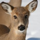 Illinois White Tail Deer 7