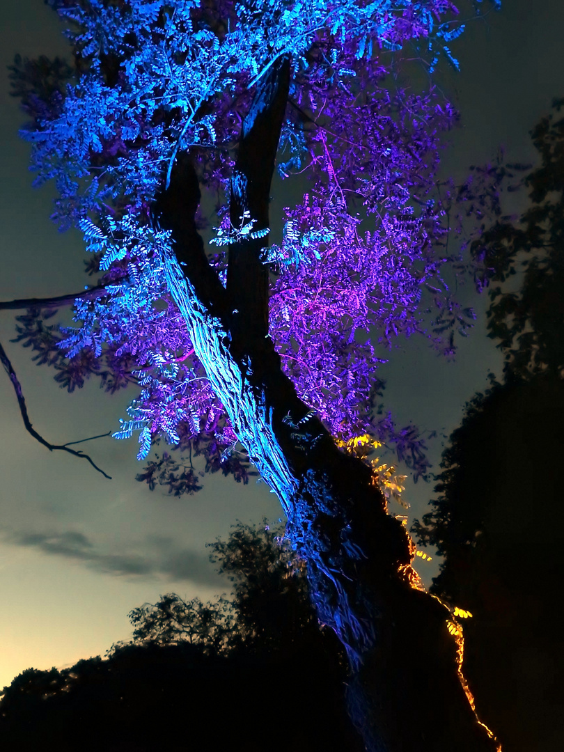 Illumina 2016 - Schloss Dyck - "Blauer Baum"