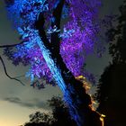 Illumina 2016 - Schloss Dyck - "Blauer Baum"
