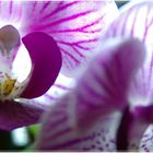 Illuminated flower