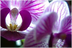 Illuminated flower