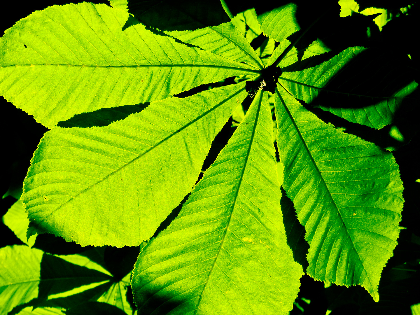 Illuminated Green Leaf