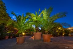 Illuminated palms