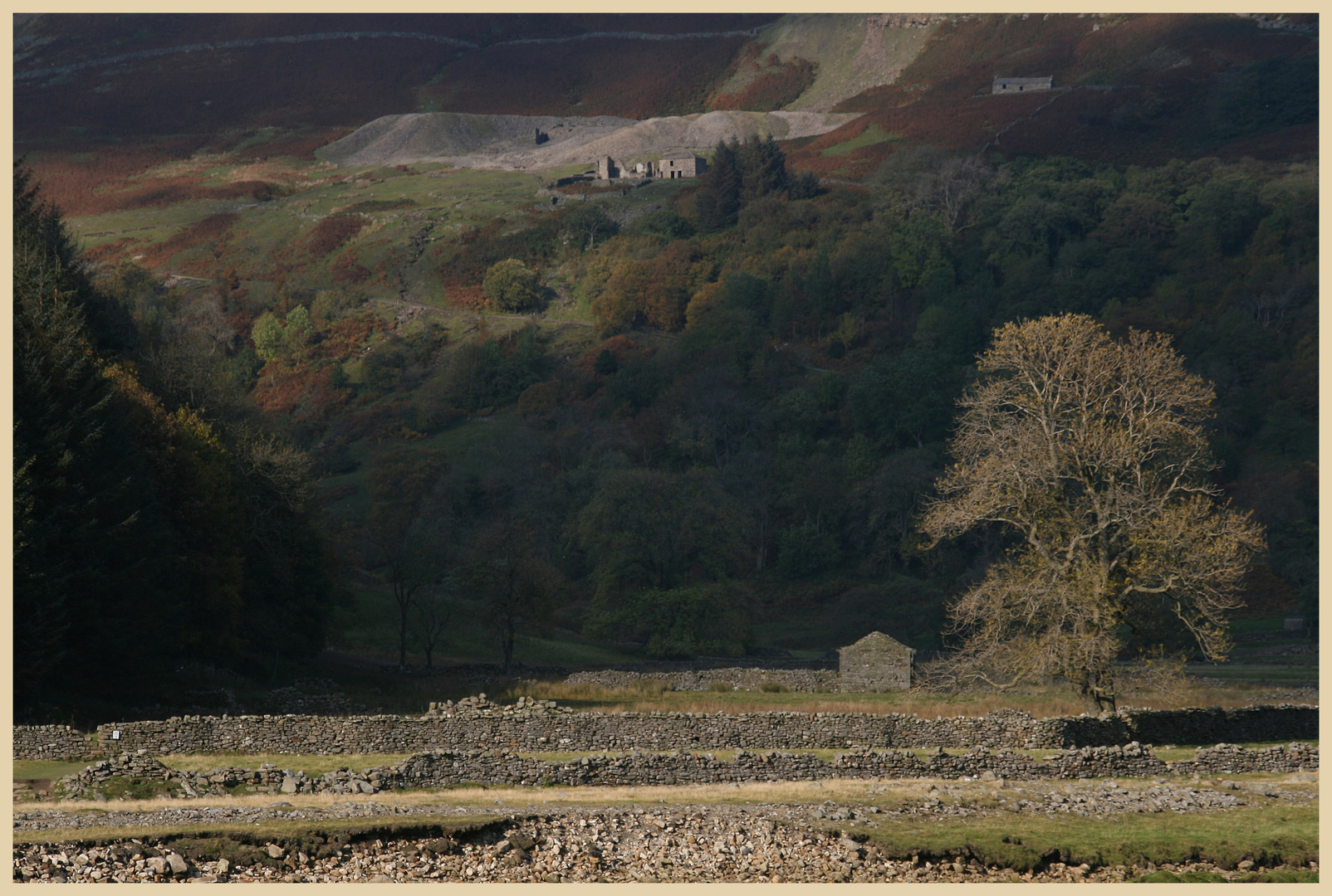 illuminated tree near keld