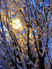 Illuminated winter tree