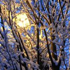 Illuminated winter tree