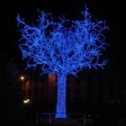 illumination d' arbre