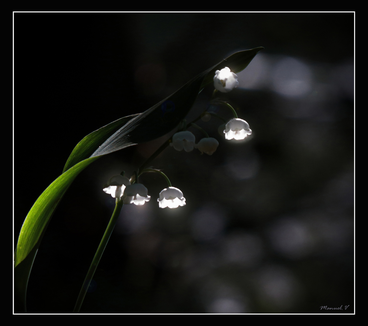 Illumination de Mai