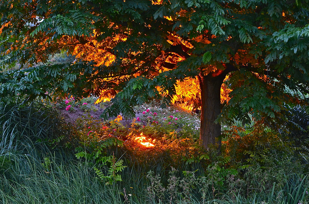 Illumination im Park der Gärten Foto & Bild landschaft, garten
