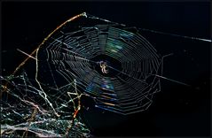 Illumination im Spinnennetz