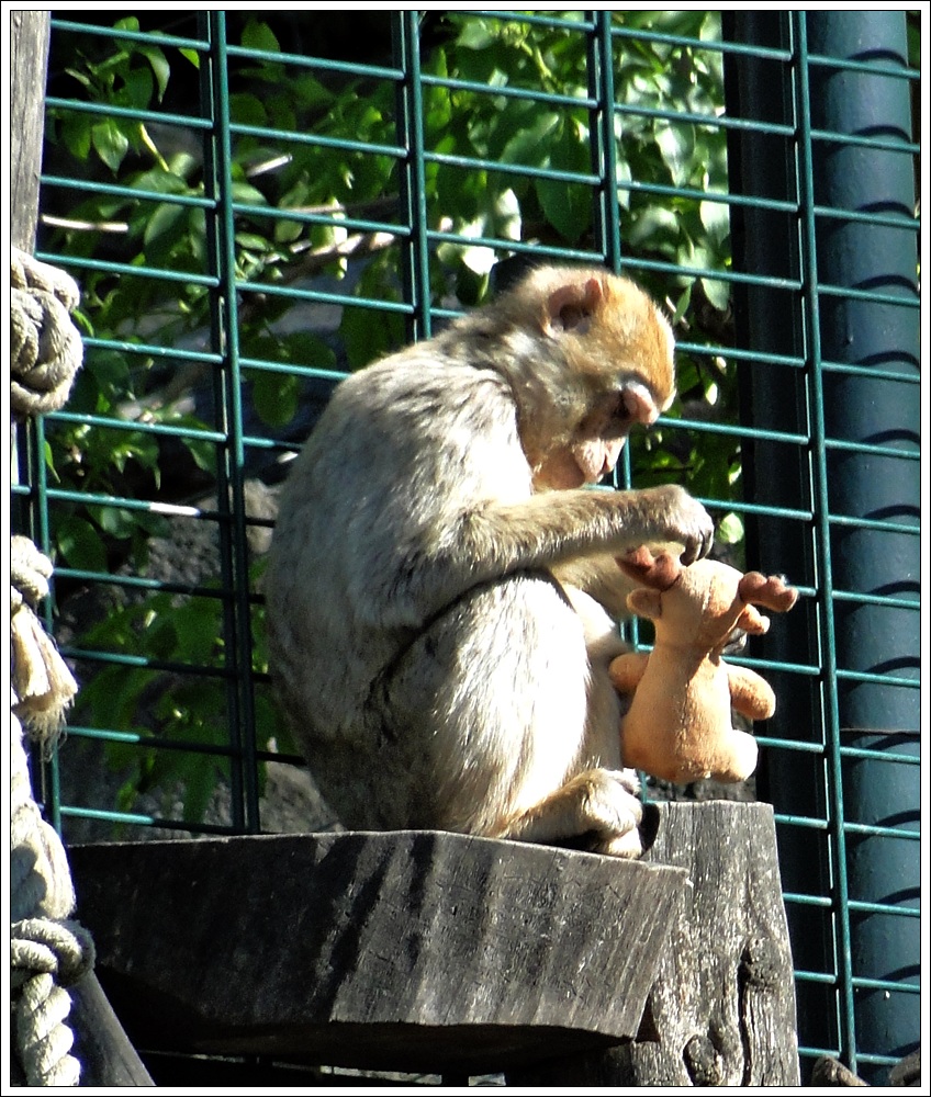 Illusion Foto & Bild | tiere, zoo, wildpark & falknerei, säugetiere ...