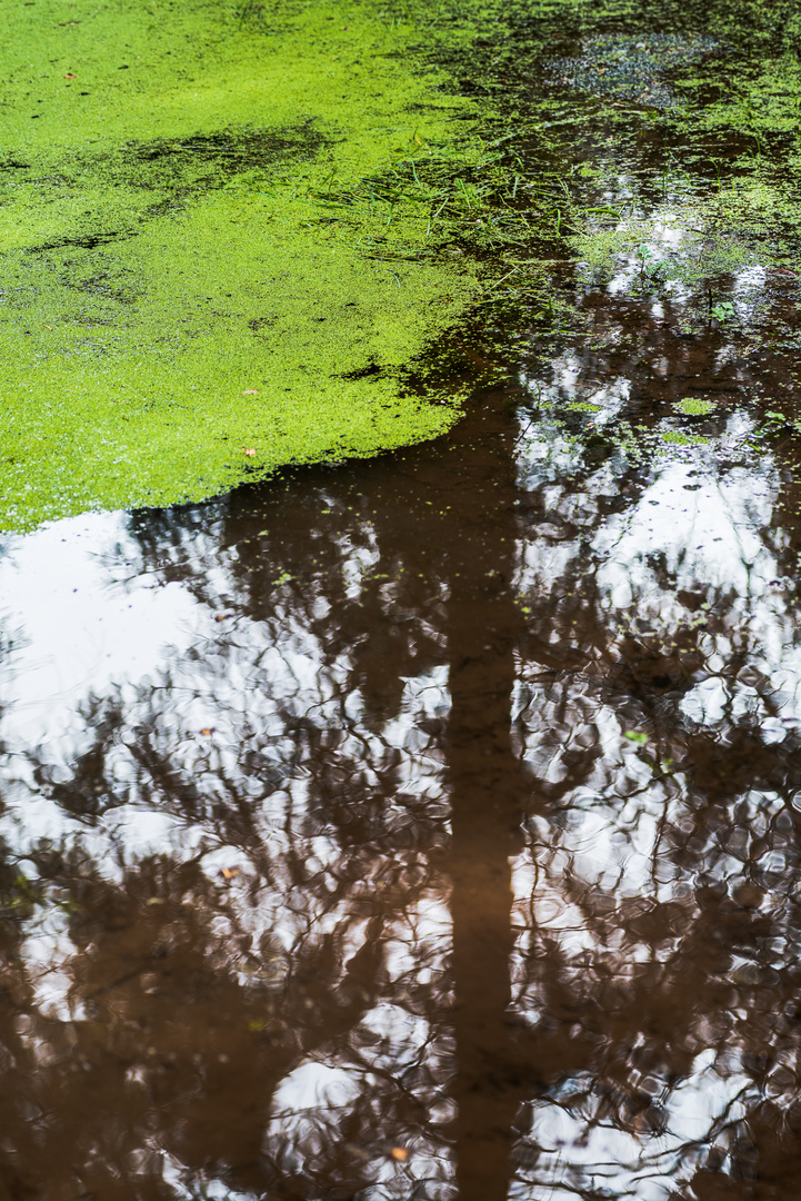 Illusionen am Waldteich