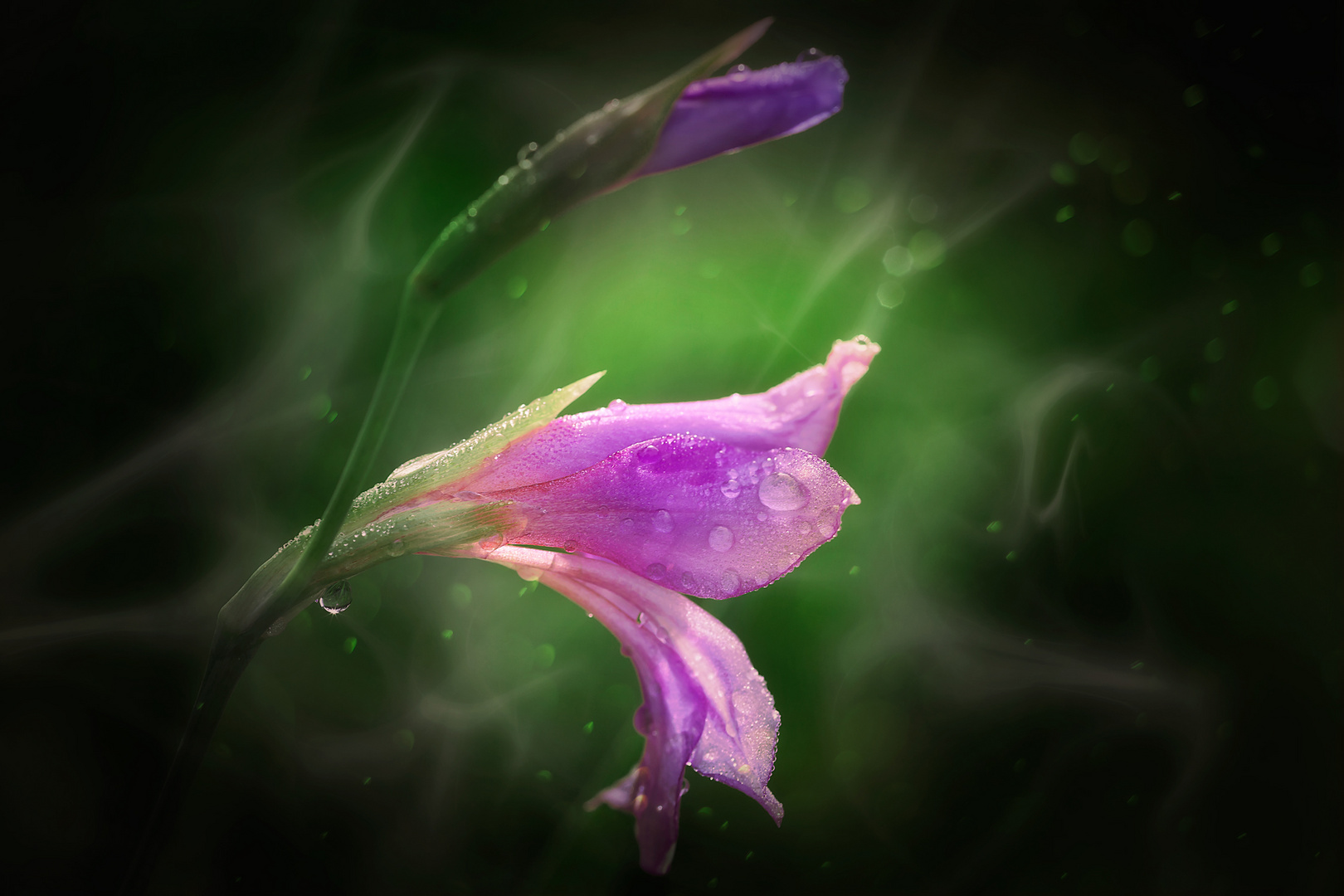 Illyrische Gladiole