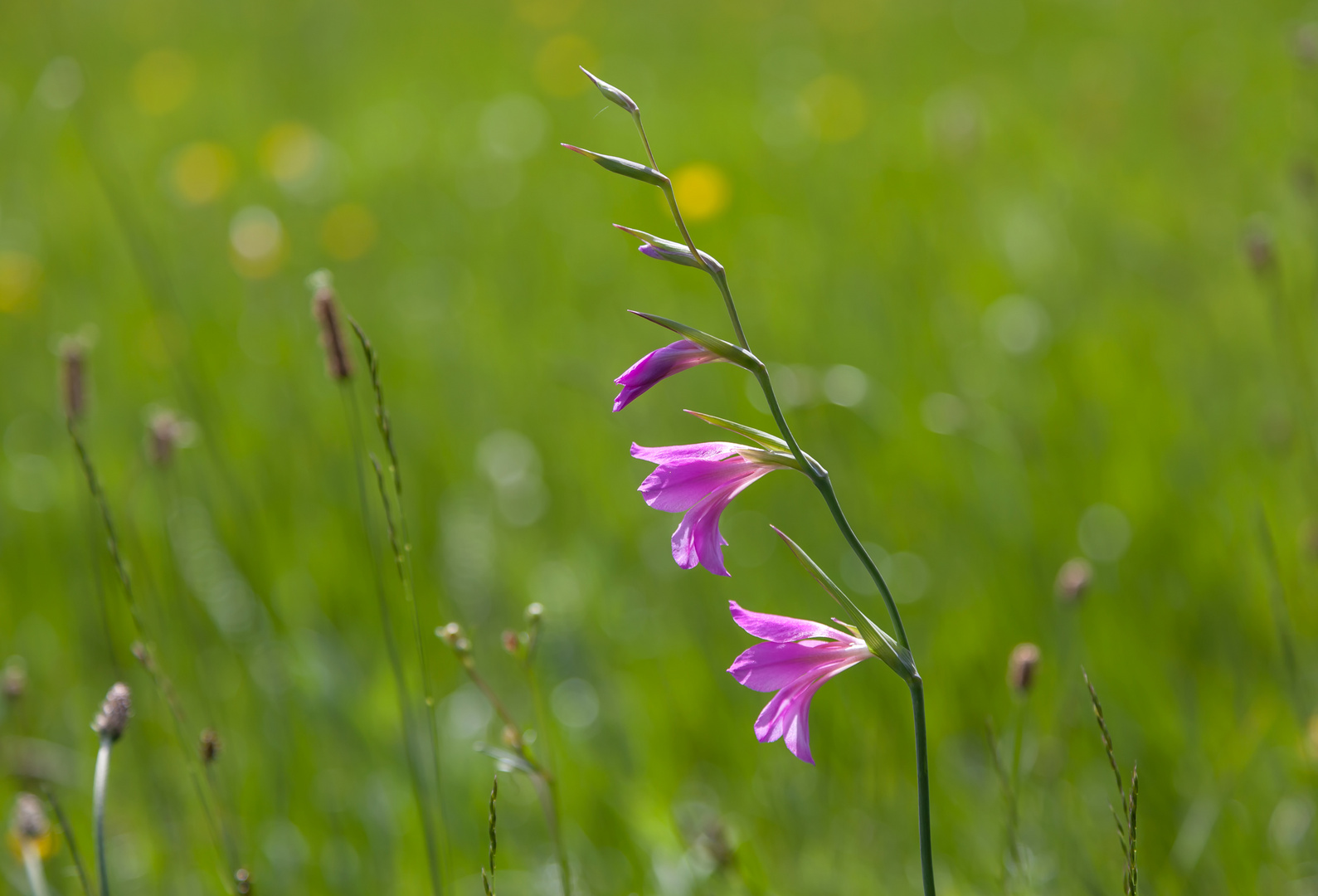 Illyrische Gladiole