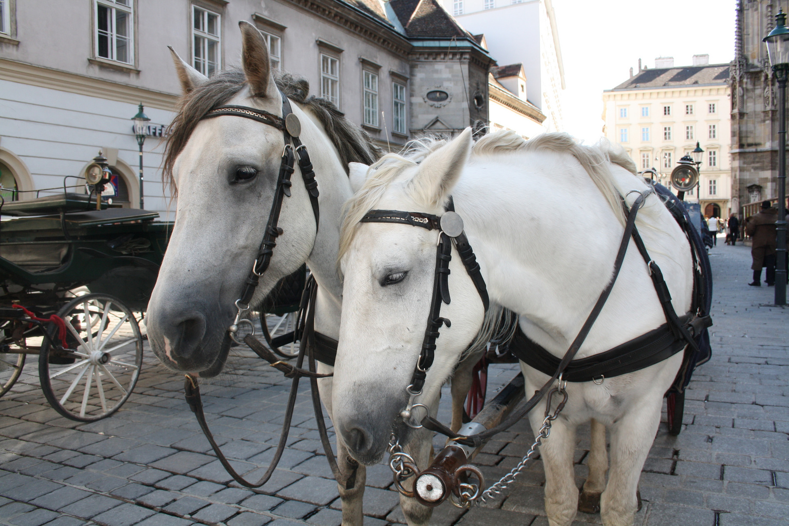 Ils étaient adorables tous les deux, Vienne, Autriche/ They were adorable, both of them, Vienna, Aus