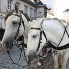 Ils étaient adorables tous les deux, Vienne, Autriche/ They were adorable, both of them, Vienna, Aus