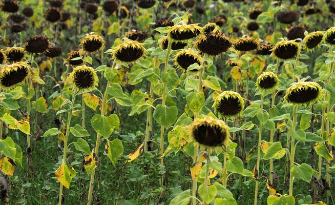 Ils font triste mine…